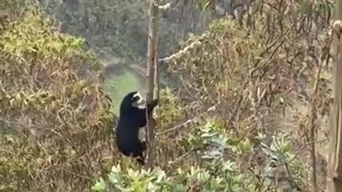 Oso de anteojos en Tungurahua