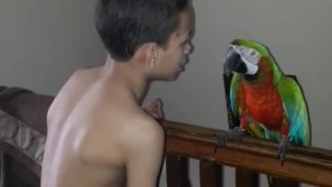 Blaze the talking cursing parrot