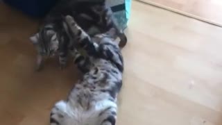 Cat Acting Dead For His Wife