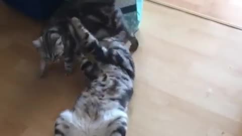 Cat Acting Dead For His Wife