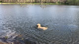 Golden Playing in lake again