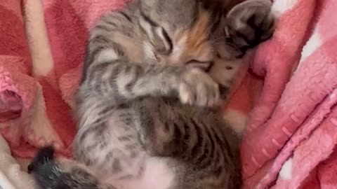 Foster Kitten Nursing on Her Toes and Making Biscuits