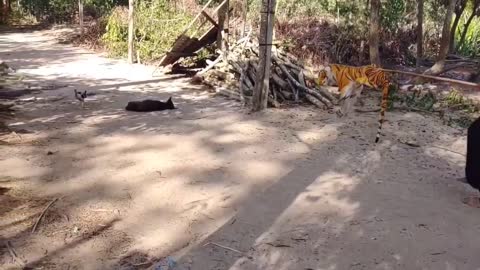 Fake Tiger Pranks Dogs Fly Try To Stop Laugh Challenge Pranks