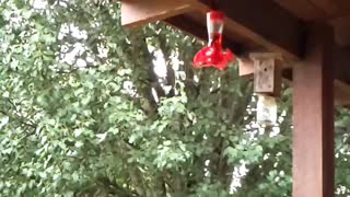 Slow-motion Hummingbirds