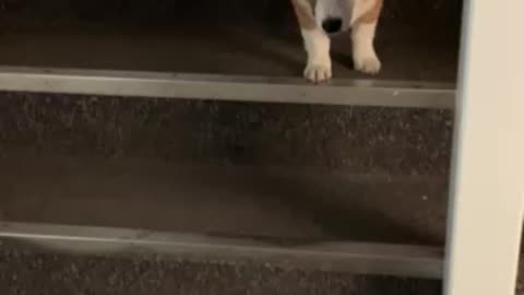 Loki Introduced to Shop Stairs