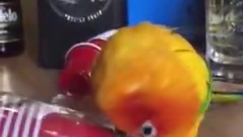 Parrot Vibrates Frantically While Holding Plastic Cup