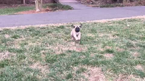 Cutest English Mastiff puppy in slow motion
