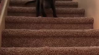 Puppy takes on the stairs