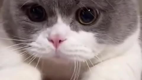 Funny Cats and Kittens Meowing Cute Cat TikTok Funniest Cats Videos Baby Cats 96 _fun _shorts _cat
