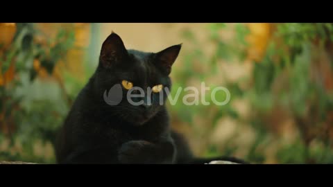 Black yellow-eyed cat relaxing and meowing, nature background, slow motion 4K