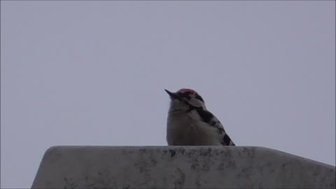 Woodpecker works away at streetlight