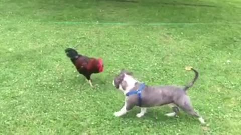 Pitbull Puppy and The Rooster Part 3