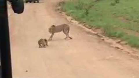 Cheeta attack leopard