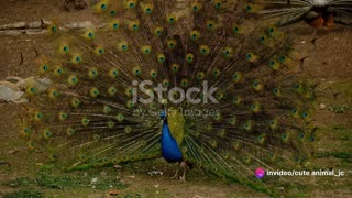 The Wonders of Bird Courtship: Love and Mating Rituals