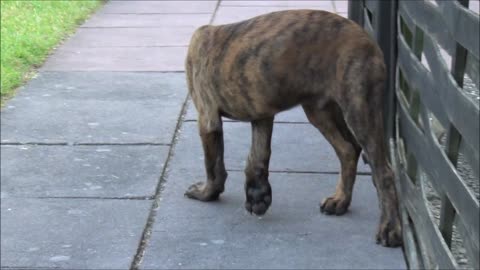 Puppy catches its tail