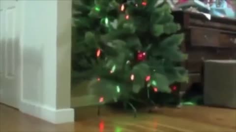 Cats and Christmas tree to laugh and have fun