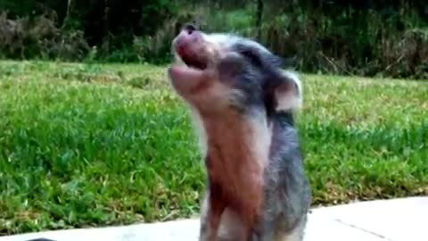 Baby pig plays the piano