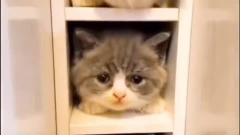 Cute kitten gang Compilation Funny Video 2022 😍😂🤣