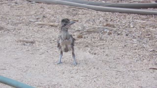 Baby Roadrunner