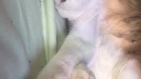 Cat waking up