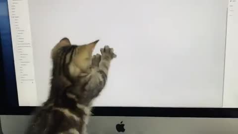Cute kitten chasing a mousse on the computer screen