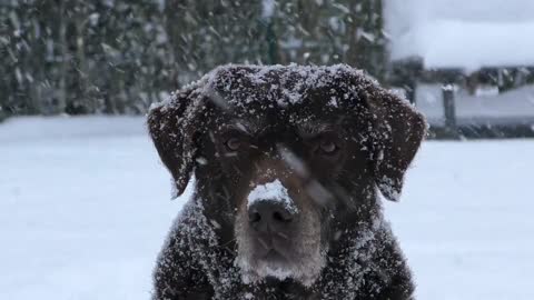 A must-see for a dog in severe winters