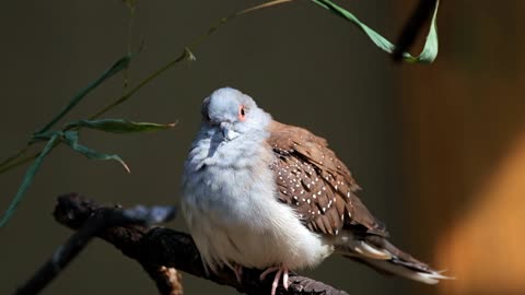 Very cute bird #bird #cutebird