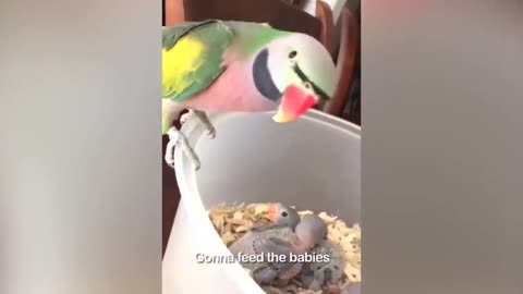 Funny Bird at Home