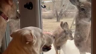 Dog Stares at Doe Friend Through Door