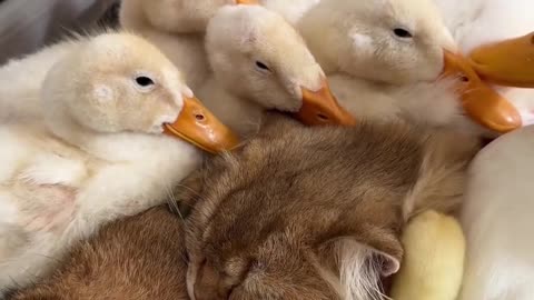 Funny and cute mother duck invites her duckling a