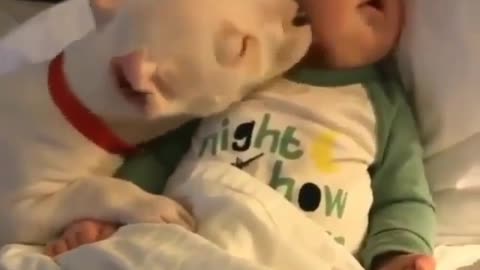 Very Funny Dog & Sleeping Baby