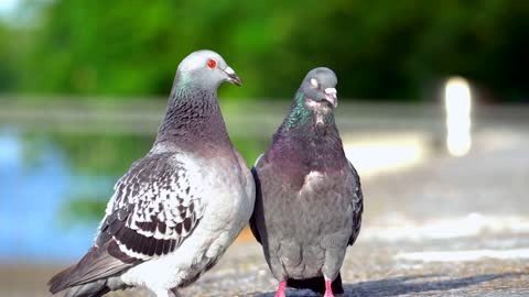 There are two pigeons on the ground