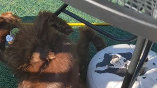 Hannah the labradoodle relaxing