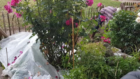 Transplanting tomatoes by the Roses Polytunnel Snails GIO Landscapes