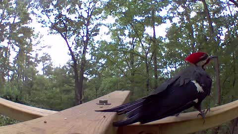The sounds of the pileated woodpecker