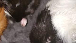 Guinea pigs after a bath