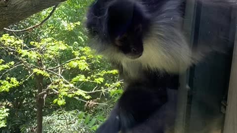 Shy Chilean Flamingos Meeting Spider Monkeys