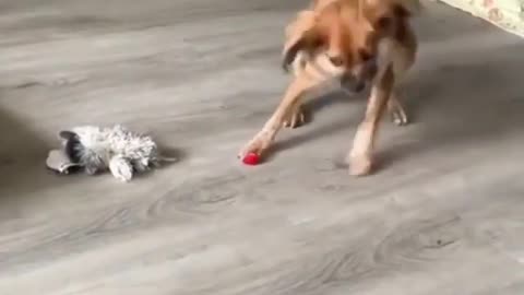 Dog vs strawberry