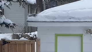Bulldozer squirrel clears out all the snow from the gutters