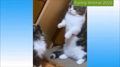 Funny cat 😺 videos