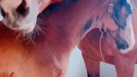 Baby horse posed with kidnapping scenario