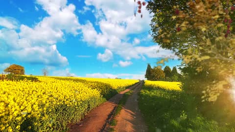 English Country Lane