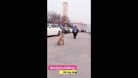 Dogs also love to keep fit