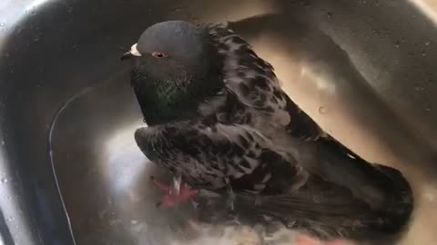Pet pigeon takes bath in sink