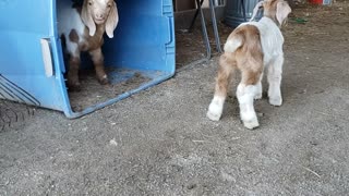 Spring brings baby goats to the farm