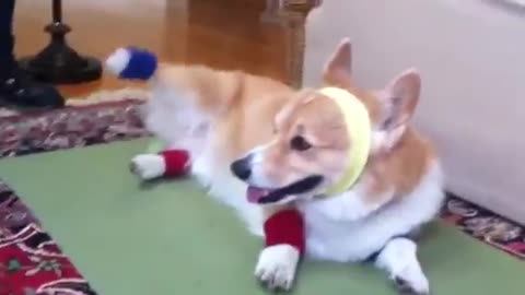 corgi doing aerobics