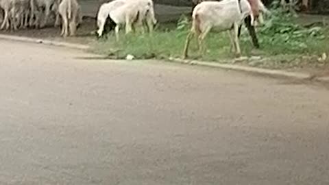 Shepherd and sheep on the street in Abuja