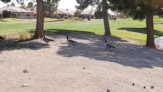 GEESE: Following their leader