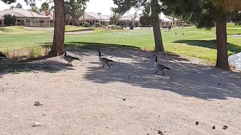 GEESE: Following their leader