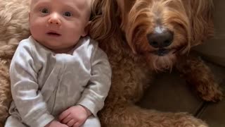 Talking dog tells baby boy that he loves him very much